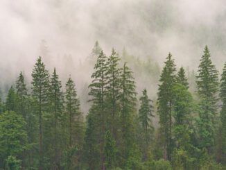 Madera de abeto