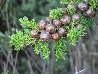 madera de ciprés