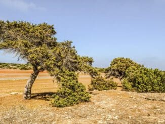 madera de enebro