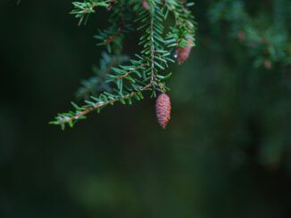 madera Hemlock