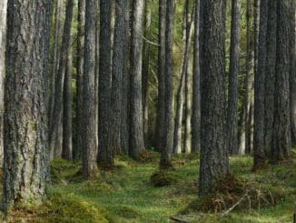 madera de alerce