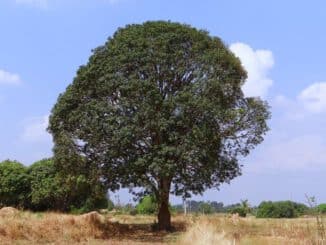 madera de mango