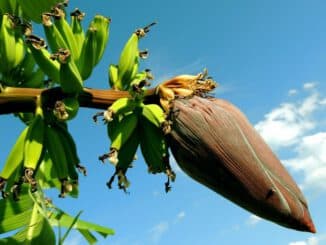 madera de platanero