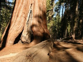 madera Redwood