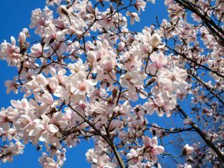 madera de tulipanero