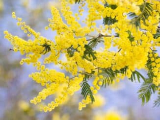 madera de acacia