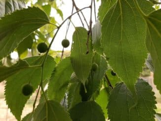 madera de almez