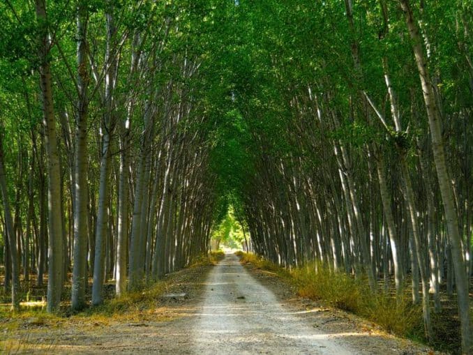 Madera de castaño características, usos y cómo trabajarla